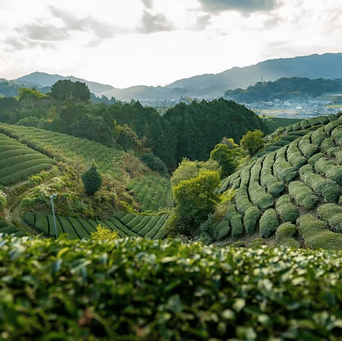 אוג'י: בירת המאצה של העולם – ומה הופך אותה לכל כך מיוחדת?